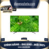 65X8500G - Smart Tivi Sony 65 inch 65X8500G, 4K Ultra HDR, Android TV app shipxanh manager2FqKGwGs1C1CaffILqqUEu7l9uS7a22Fimages upload2Fe5731a0e8aa6a04efb01595c9e7aea41